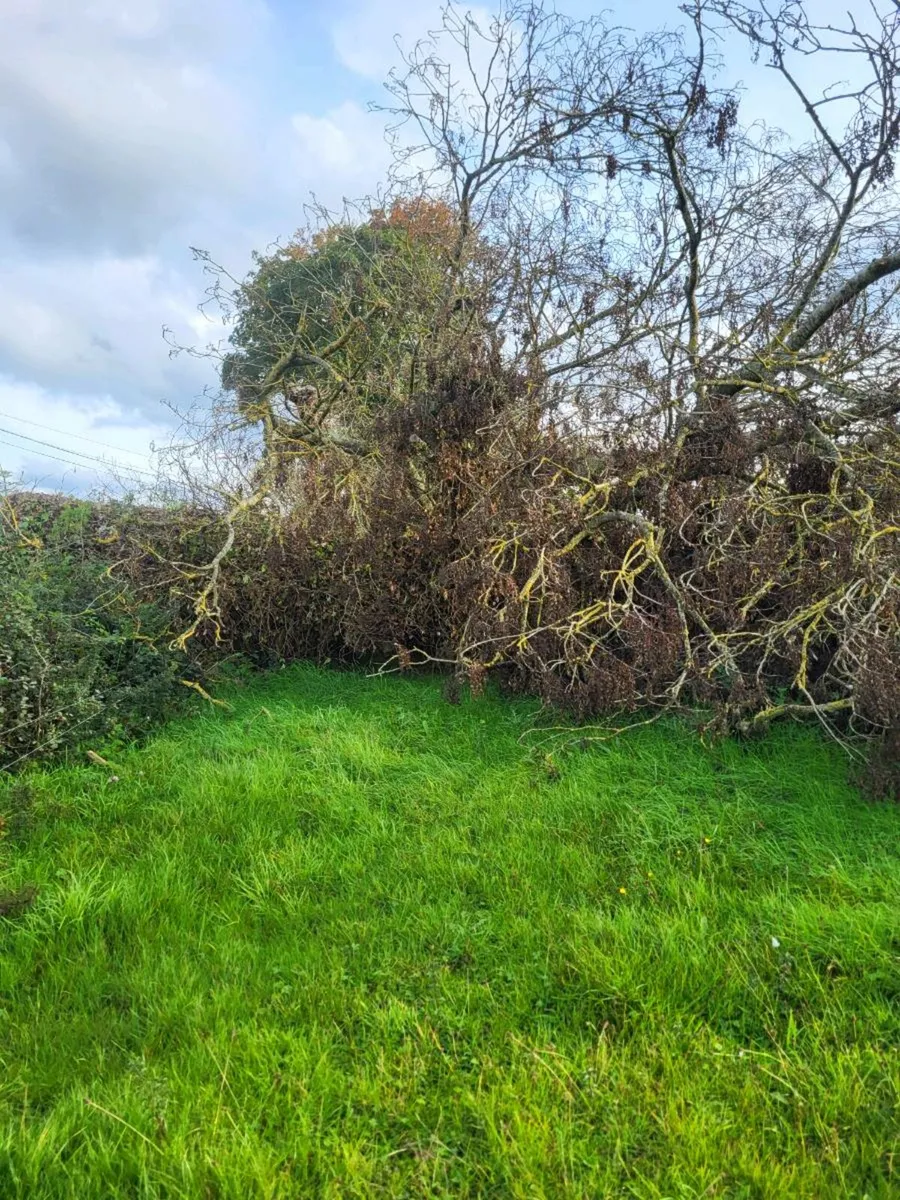 Firewood - Image 1