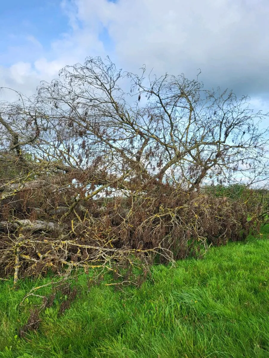 Firewood - Image 2