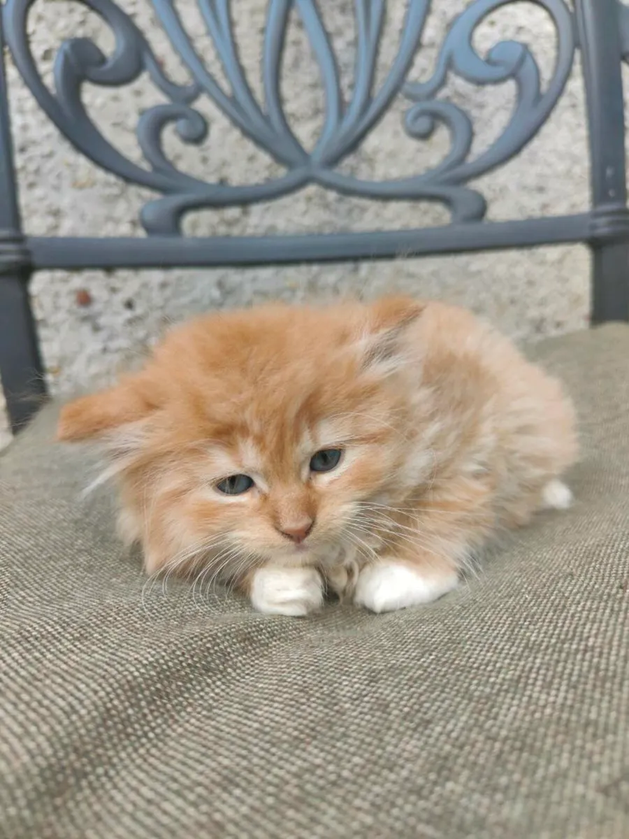 Kittens - Image 1