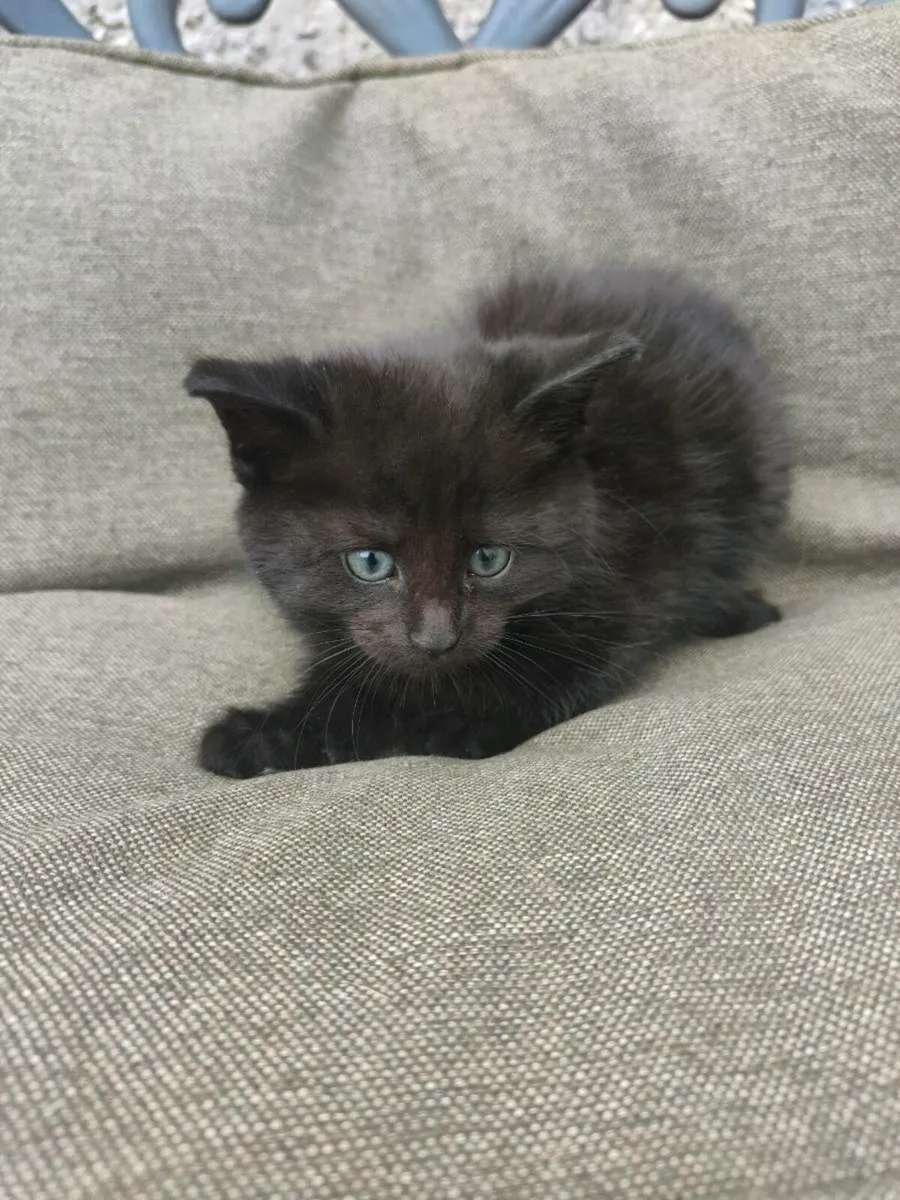 Kittens - Image 2