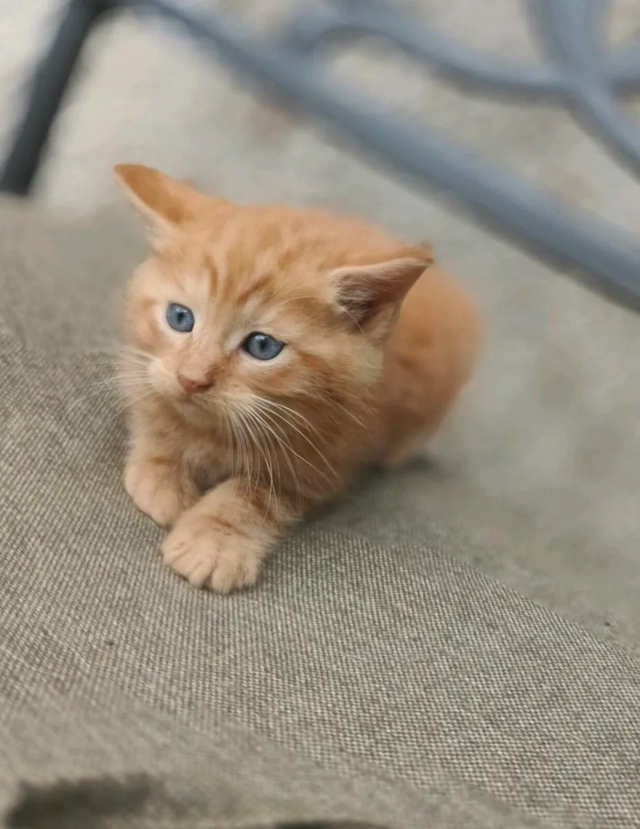 Kittens - Image 3
