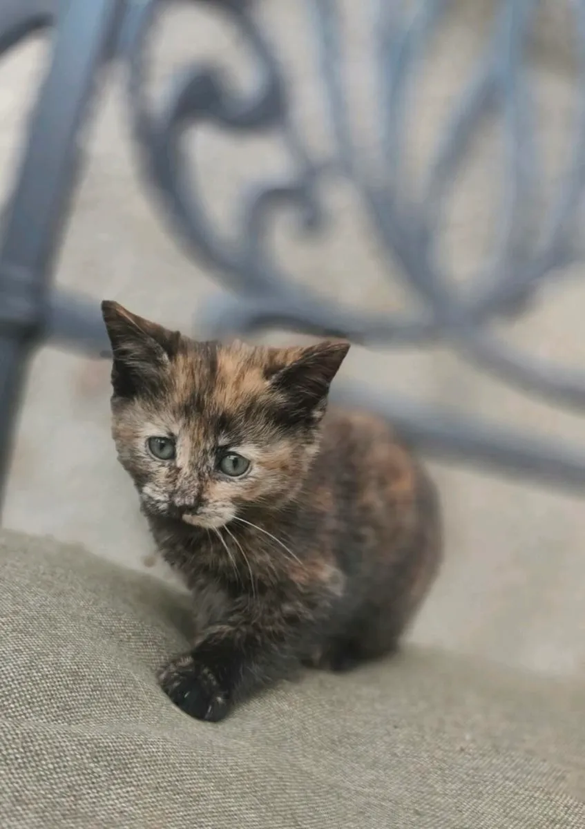 Kittens - Image 4