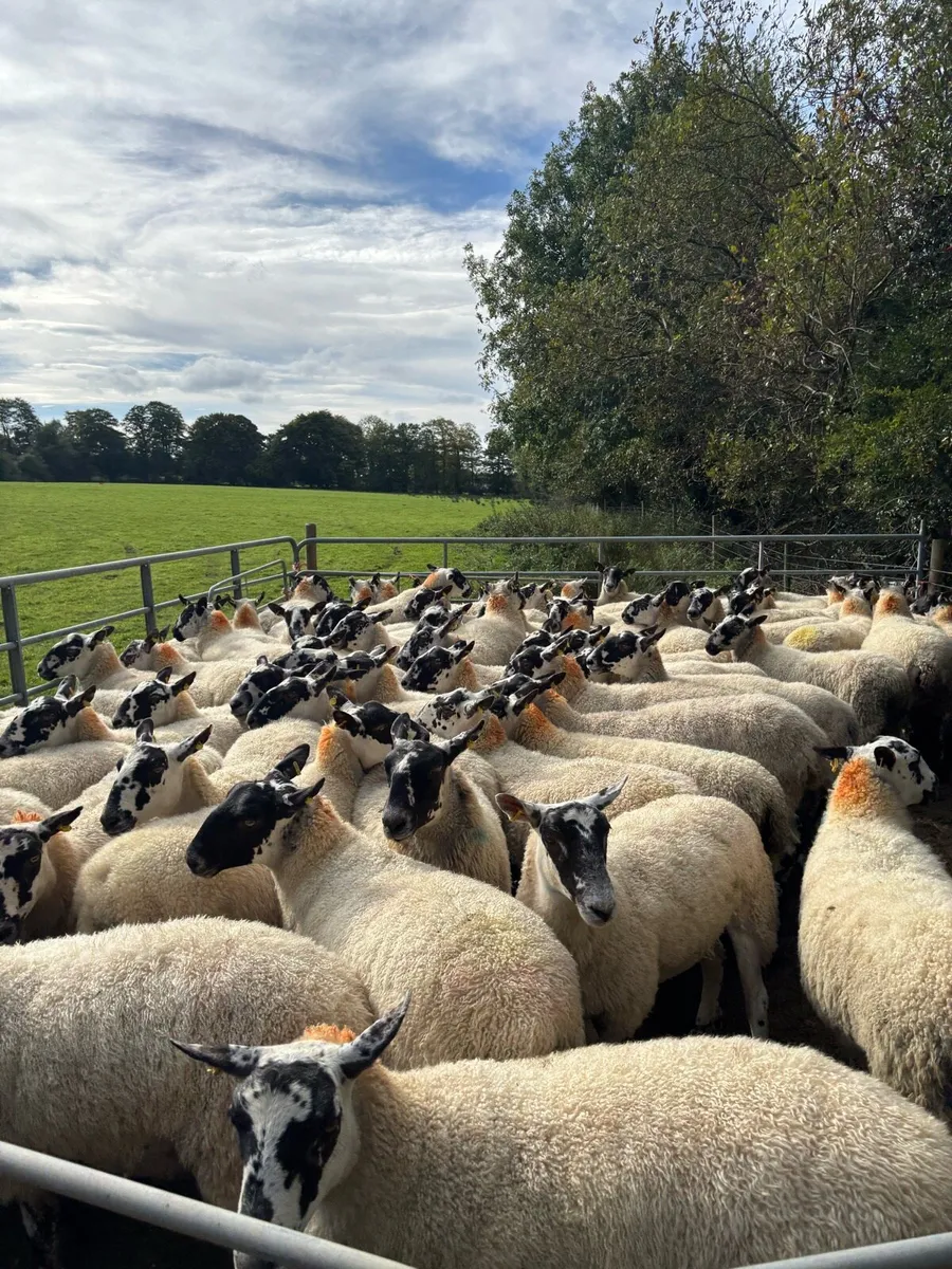 72 Mule Hoggets - Image 2
