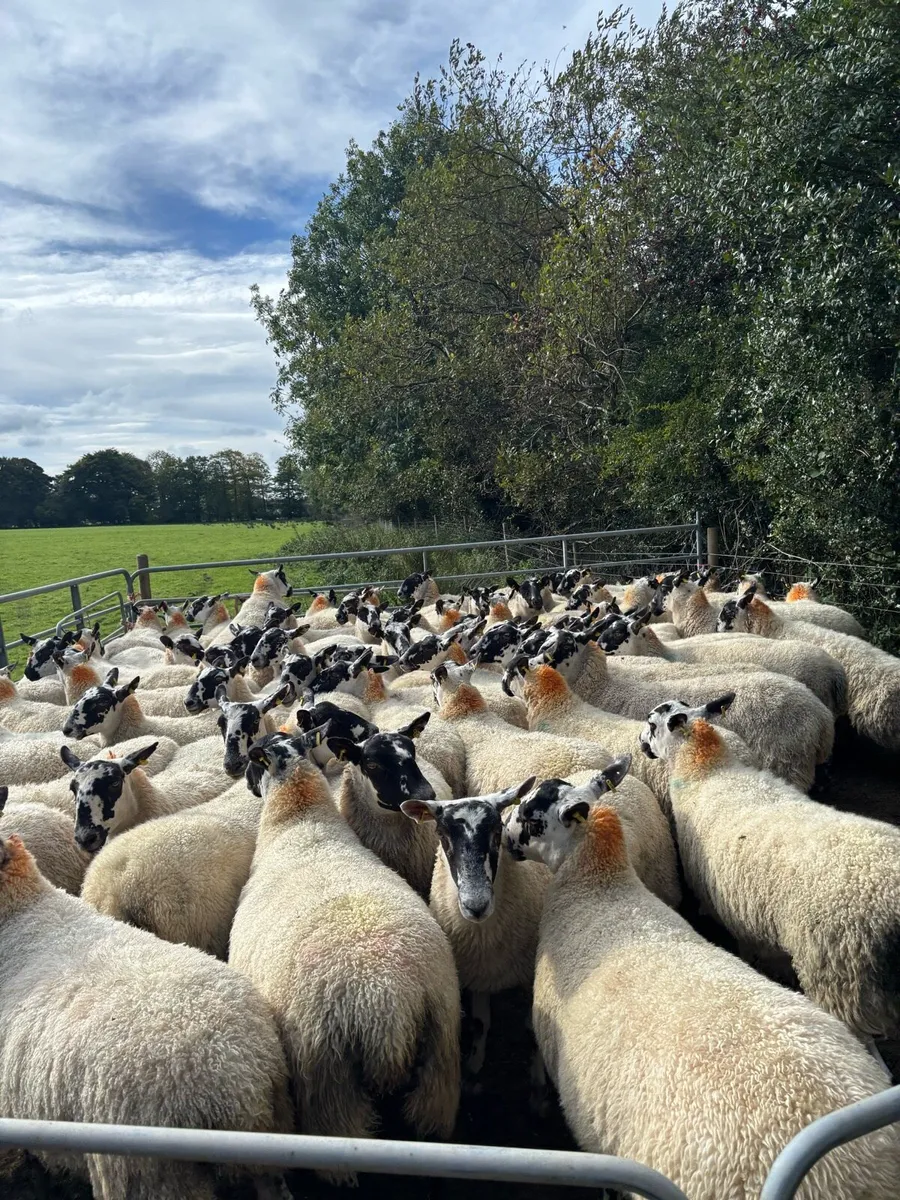 72 Mule Hoggets - Image 3