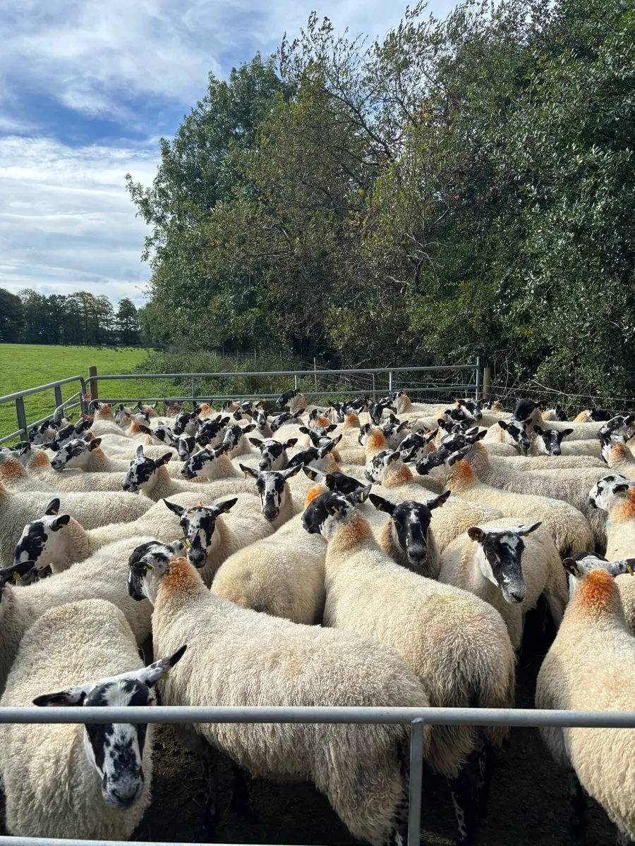 72 Mule Hoggets - Image 4