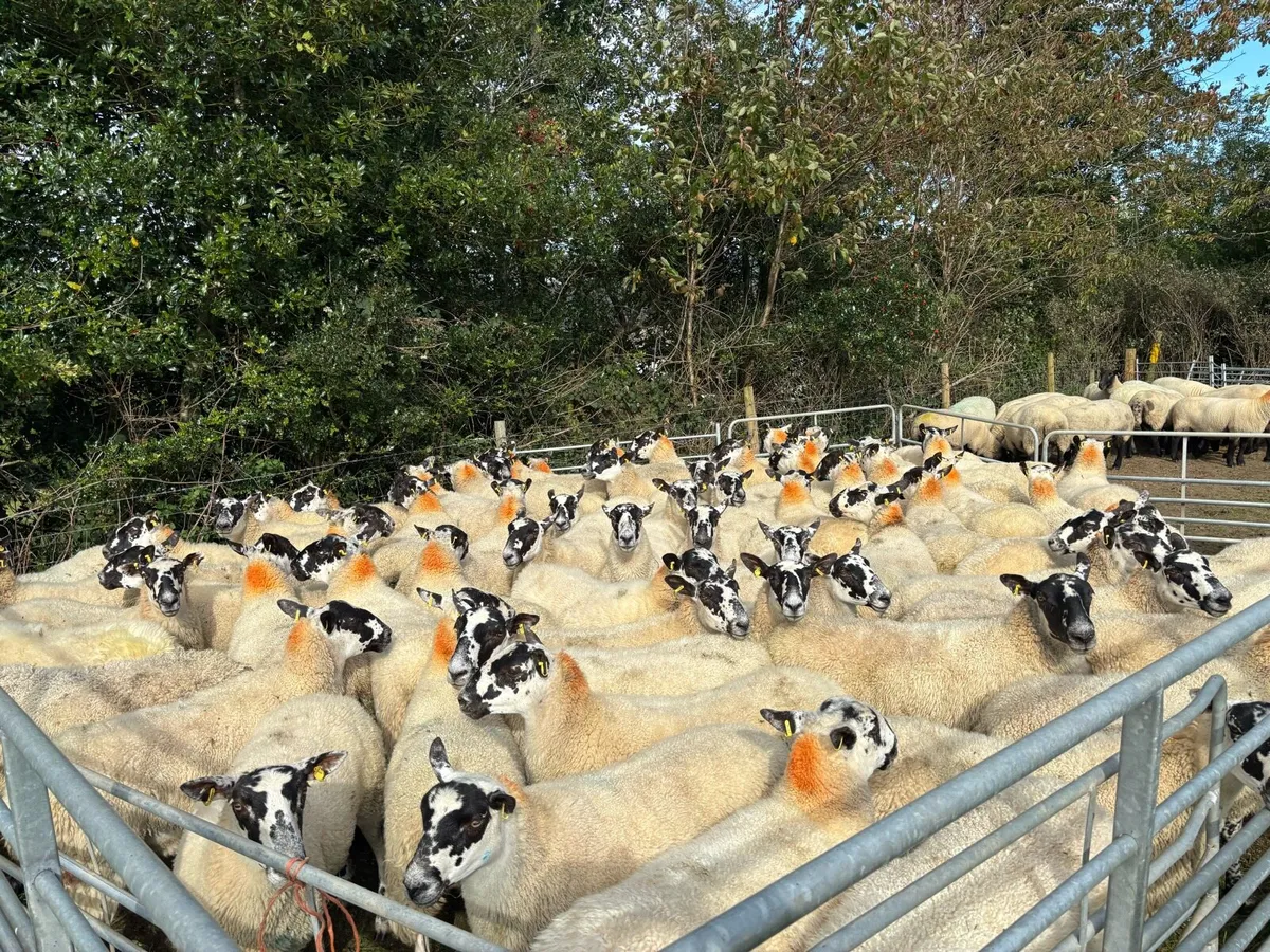 72 Mule Hoggets - Image 1