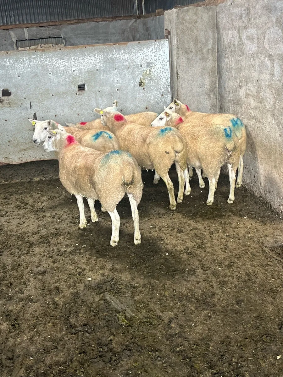 💸Land for sheep grazing wanted 💸