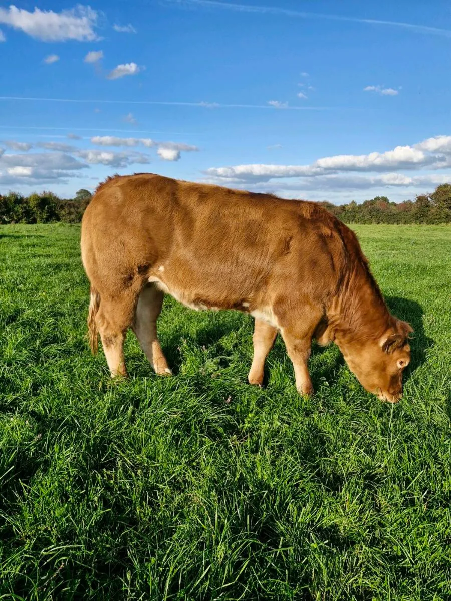 Belgian  blue heifer - Image 1