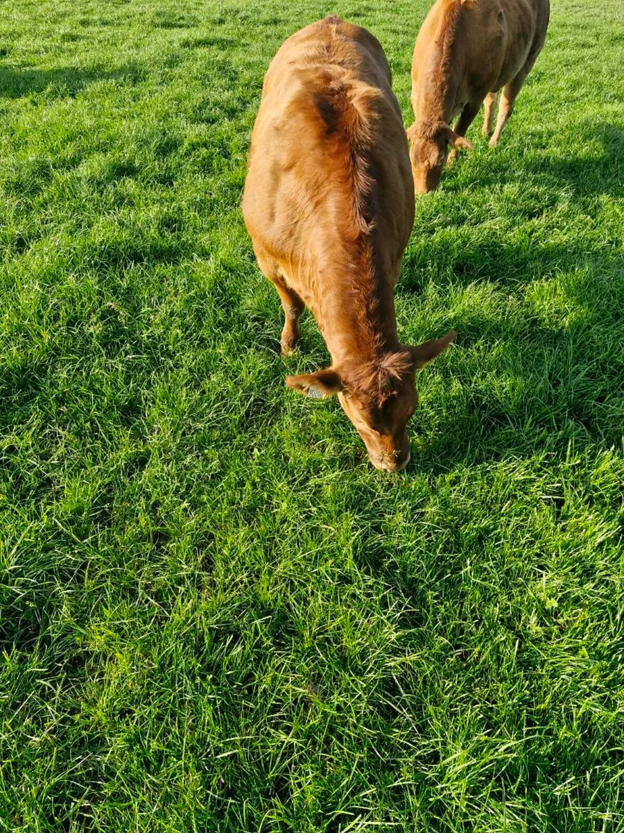 Belgian  blue heifer - Image 2