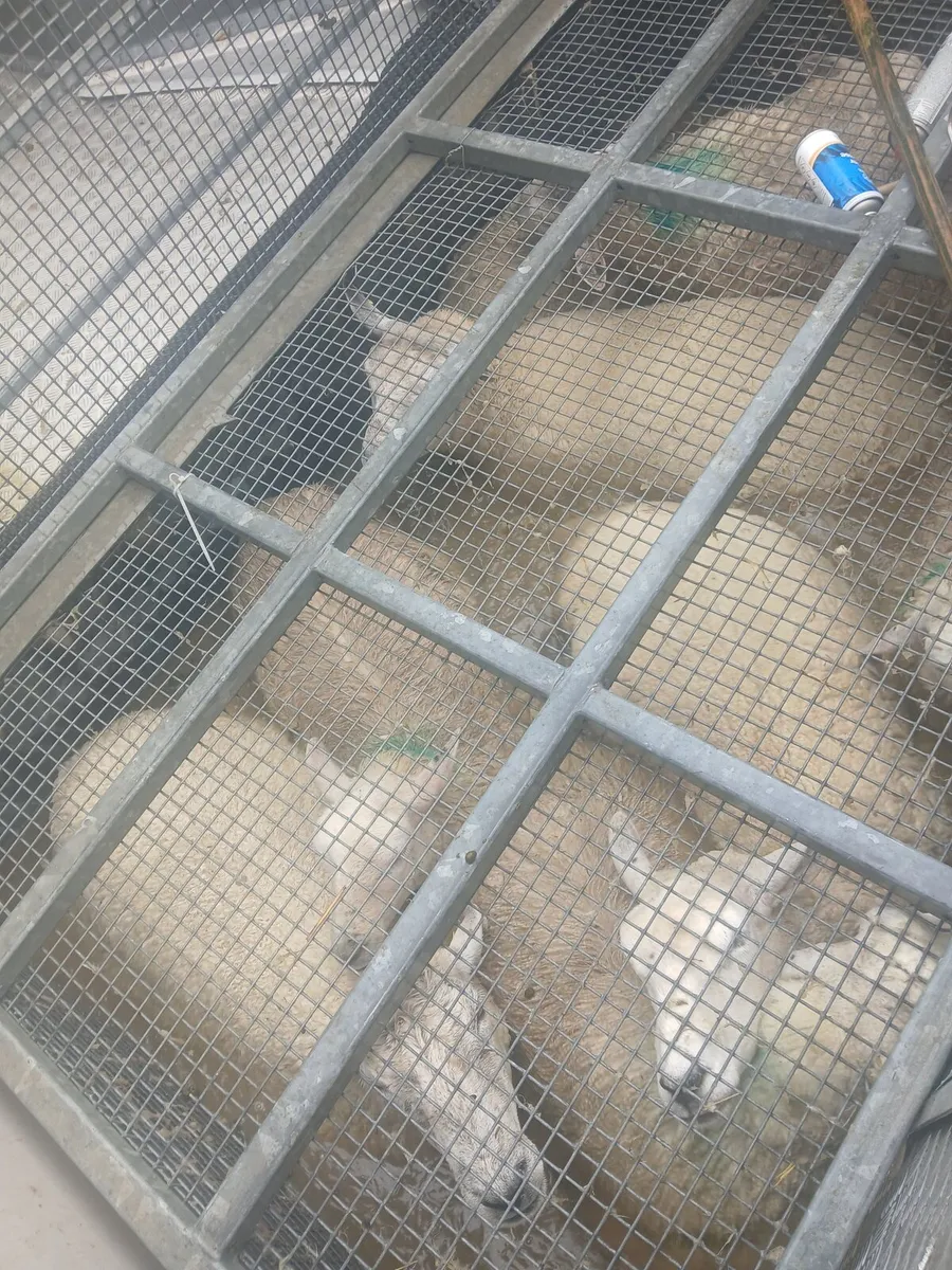 Sheep dipping business for sale as a going concern - Image 2