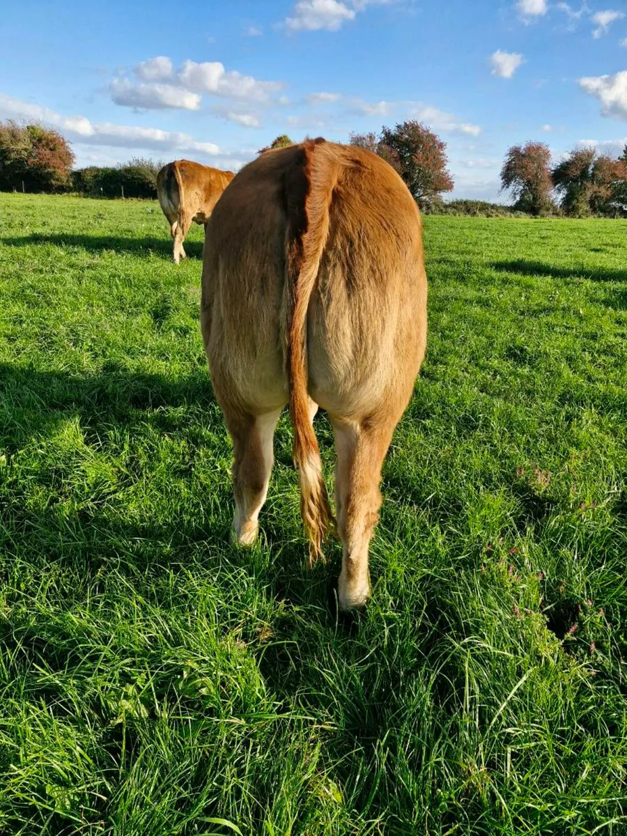 Belgian  blue heifer - Image 3