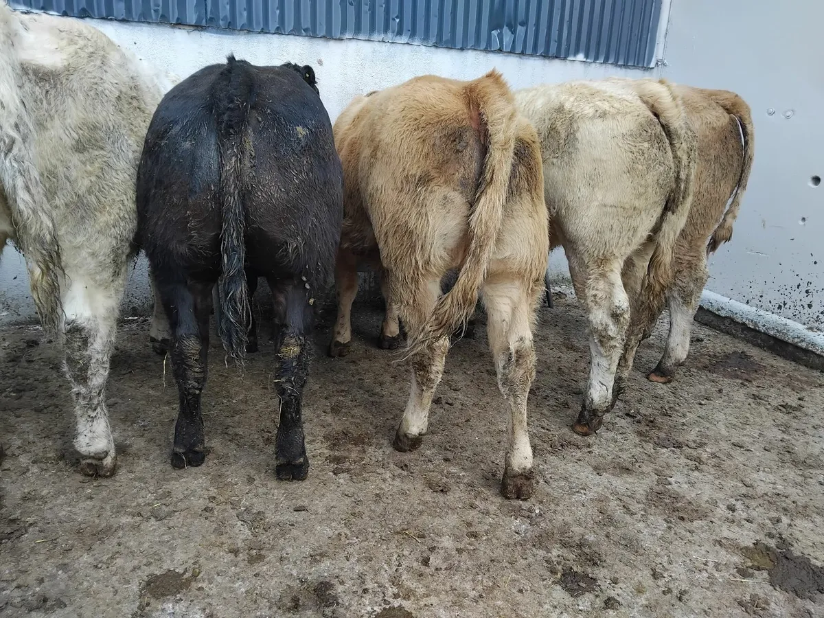 5 super U grade heifers - Image 3