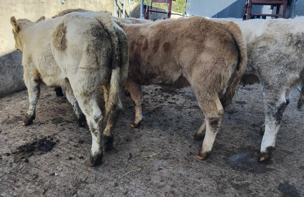 5 super U grade heifers - Image 4