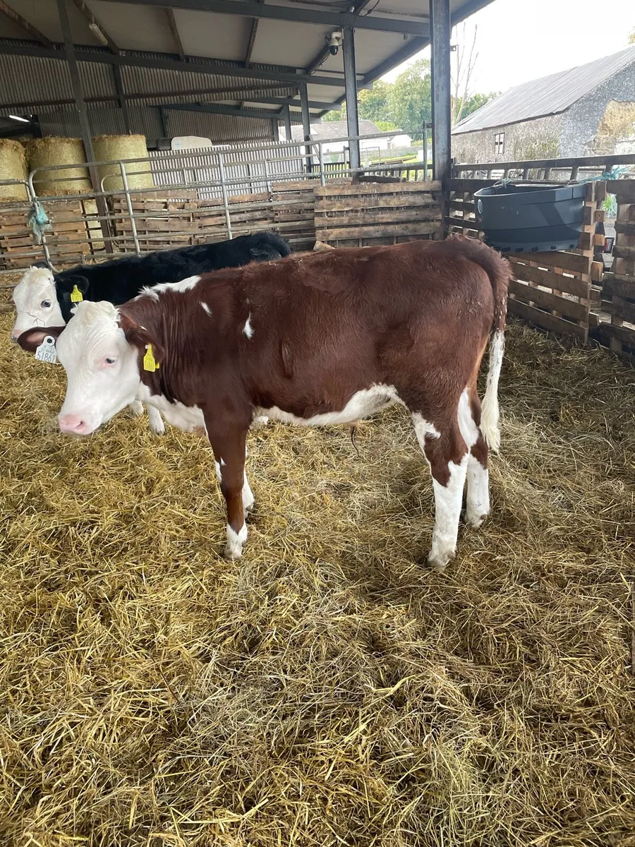 Hereford Calves - Image 1