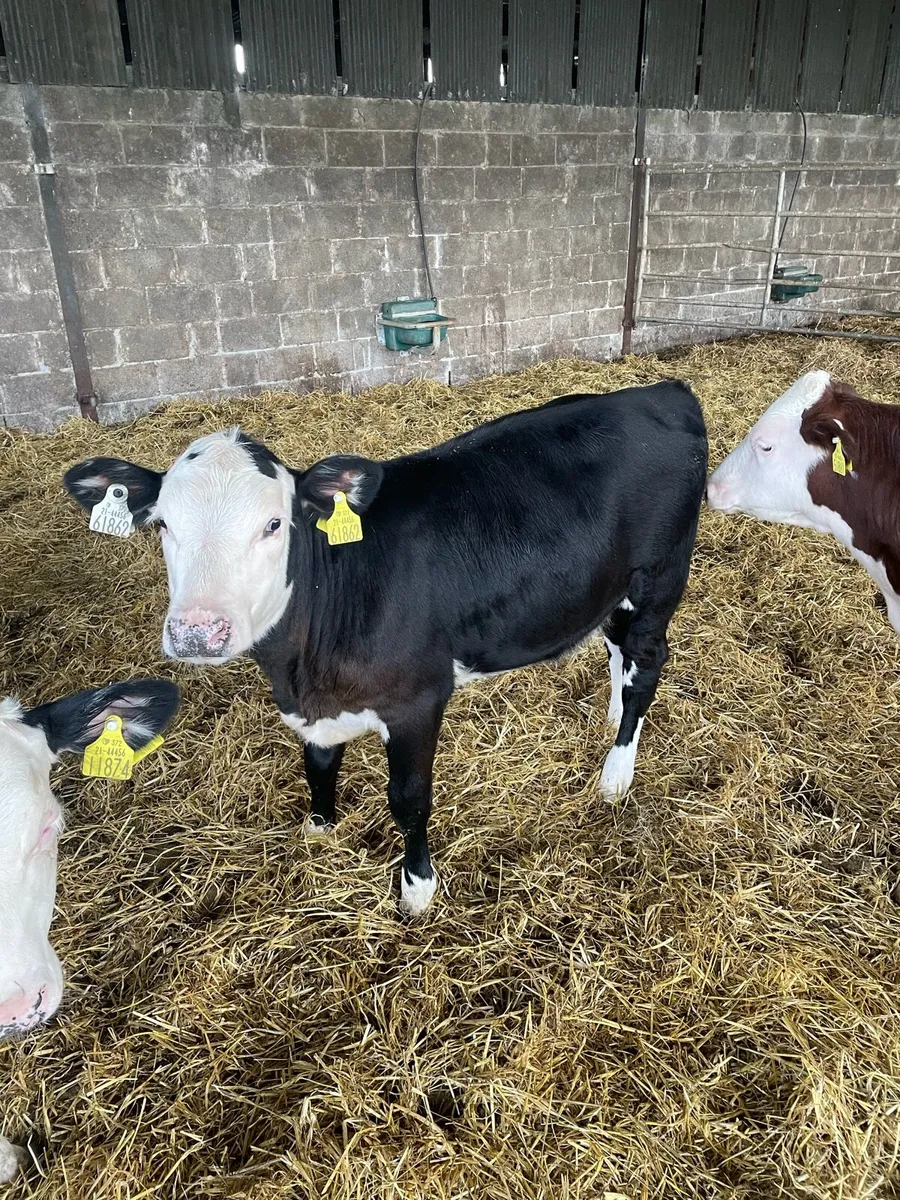 Hereford Calves - Image 2