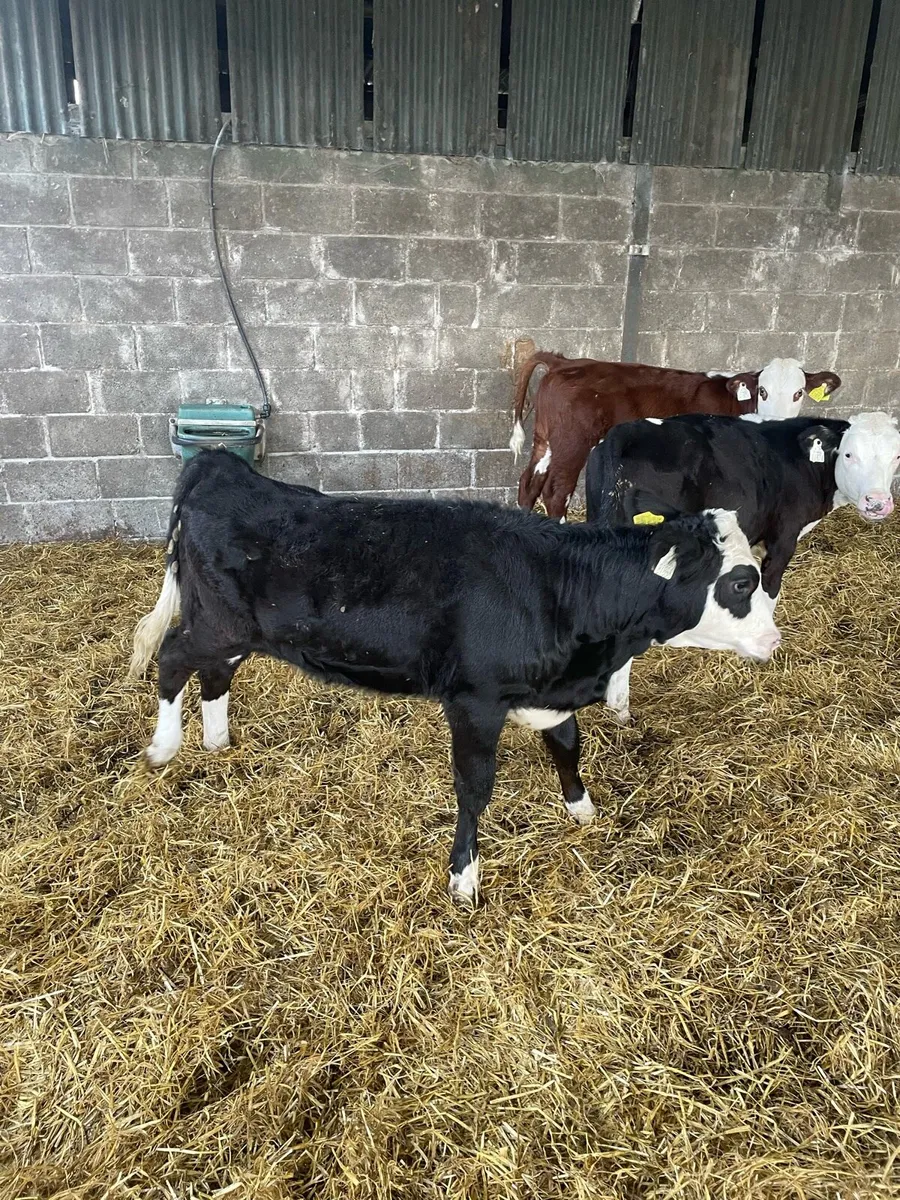 Hereford Calves - Image 3