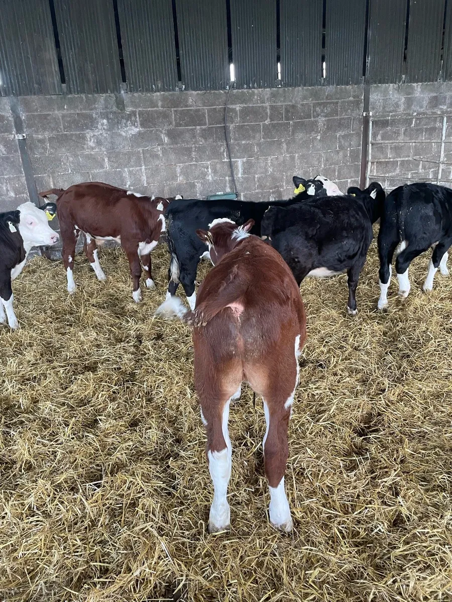 Hereford Calves - Image 4
