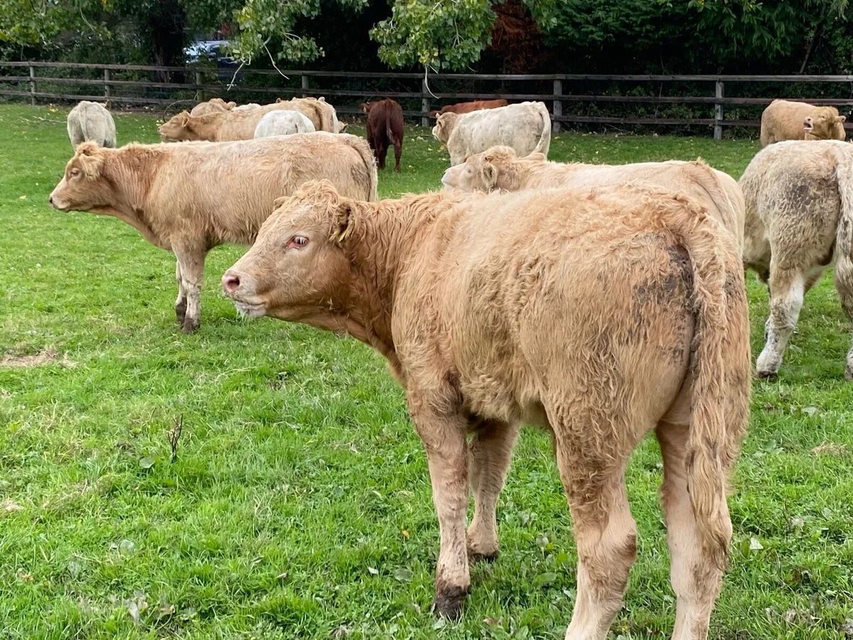 24 Bull/Bullock Weanlings 300kg @ Lissava - Image 1