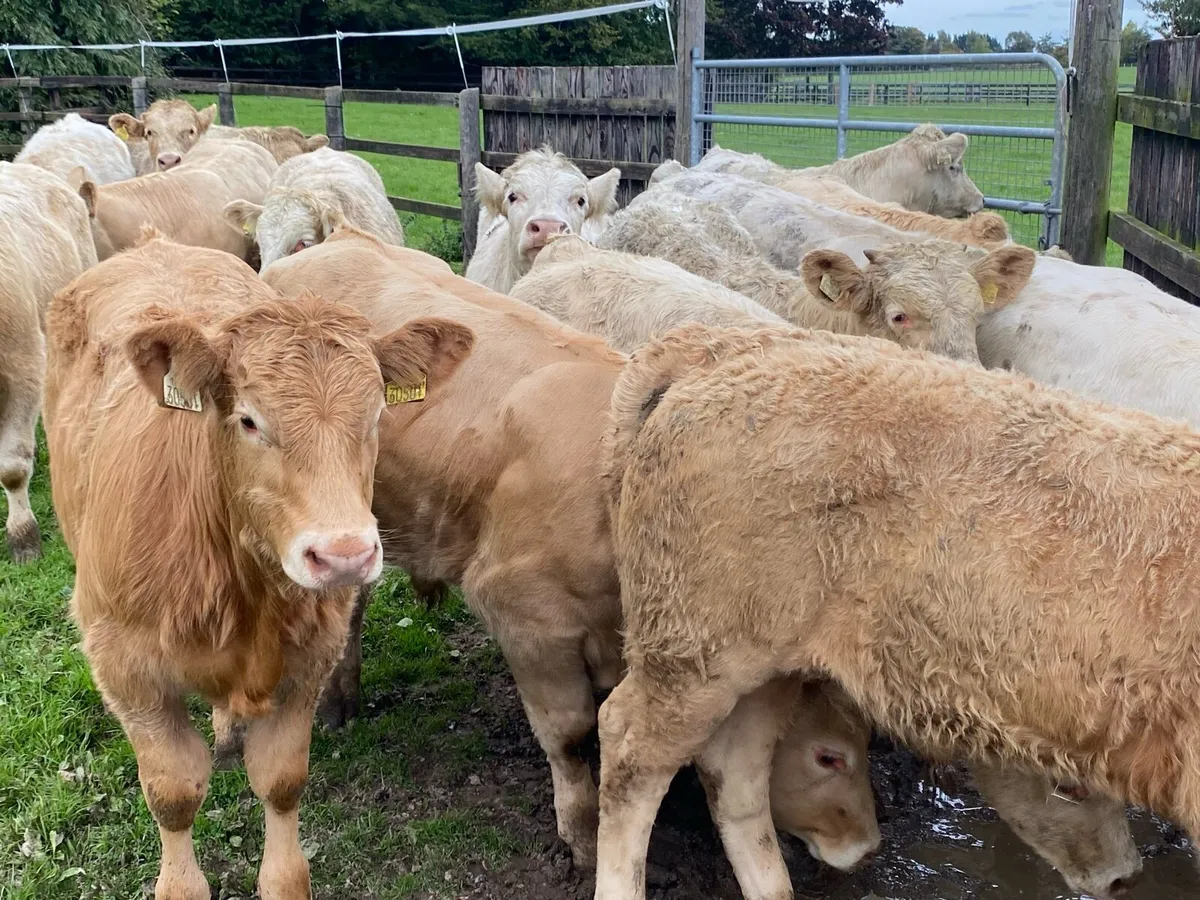 24 Bull/Bullock Weanlings 300kg @ Lissava - Image 3