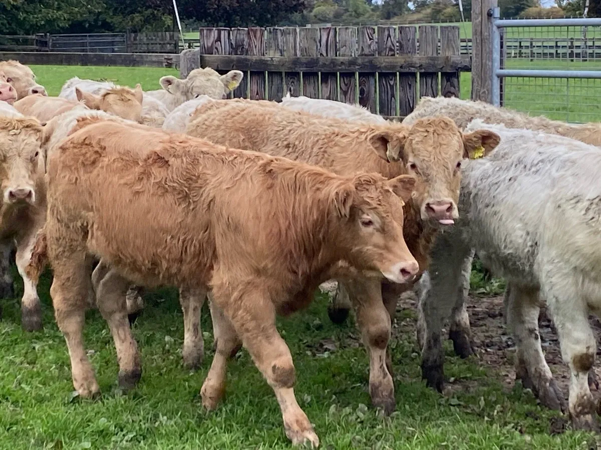 24 Bull/Bullock Weanlings 300kg @ Lissava - Image 4