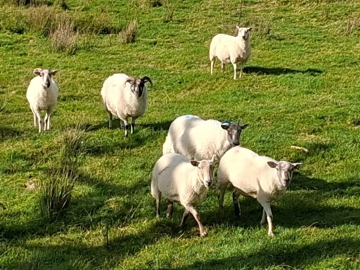 Hoggets and young ewes - Image 1