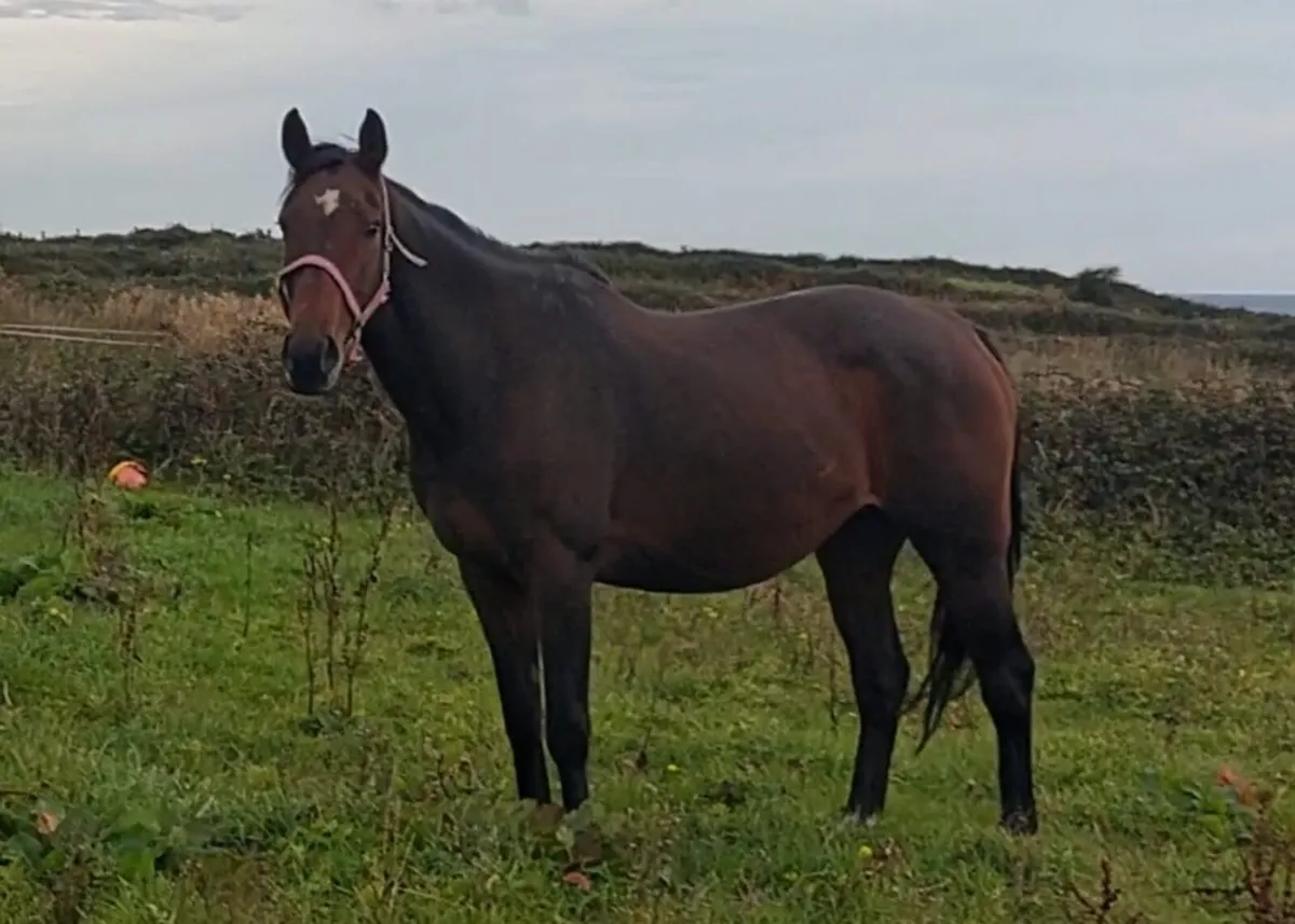 Mermus R broodmare - Image 1
