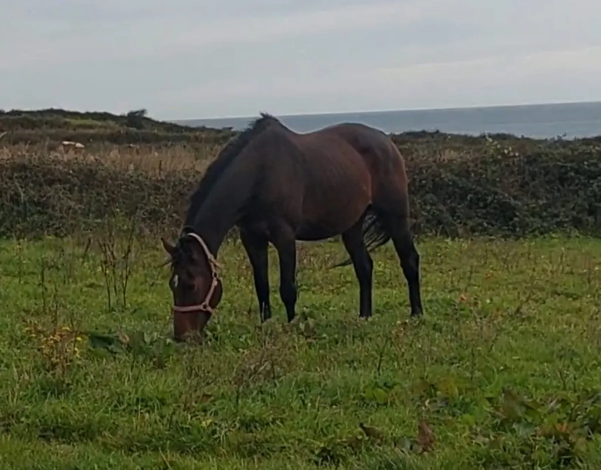 Mermus R broodmare - Image 2