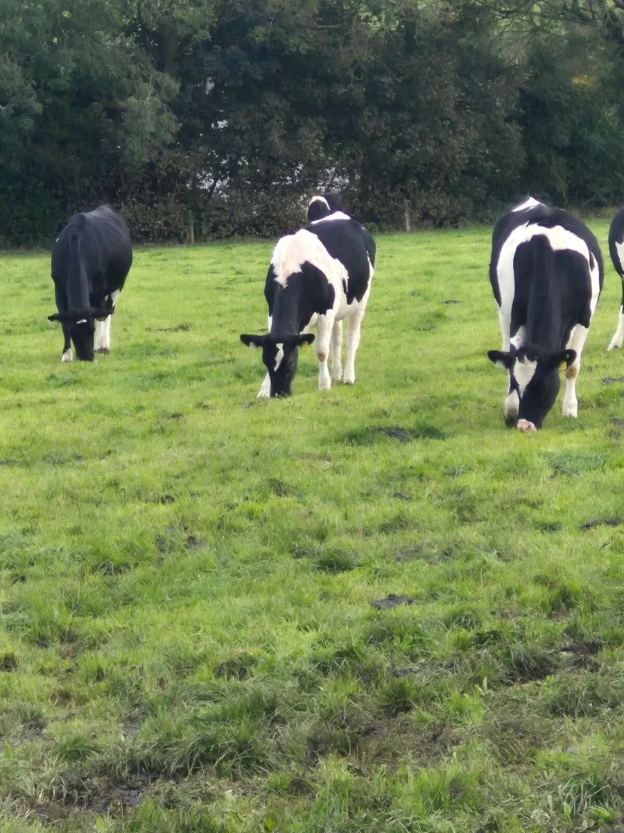 13 Incalf Heifers for sale