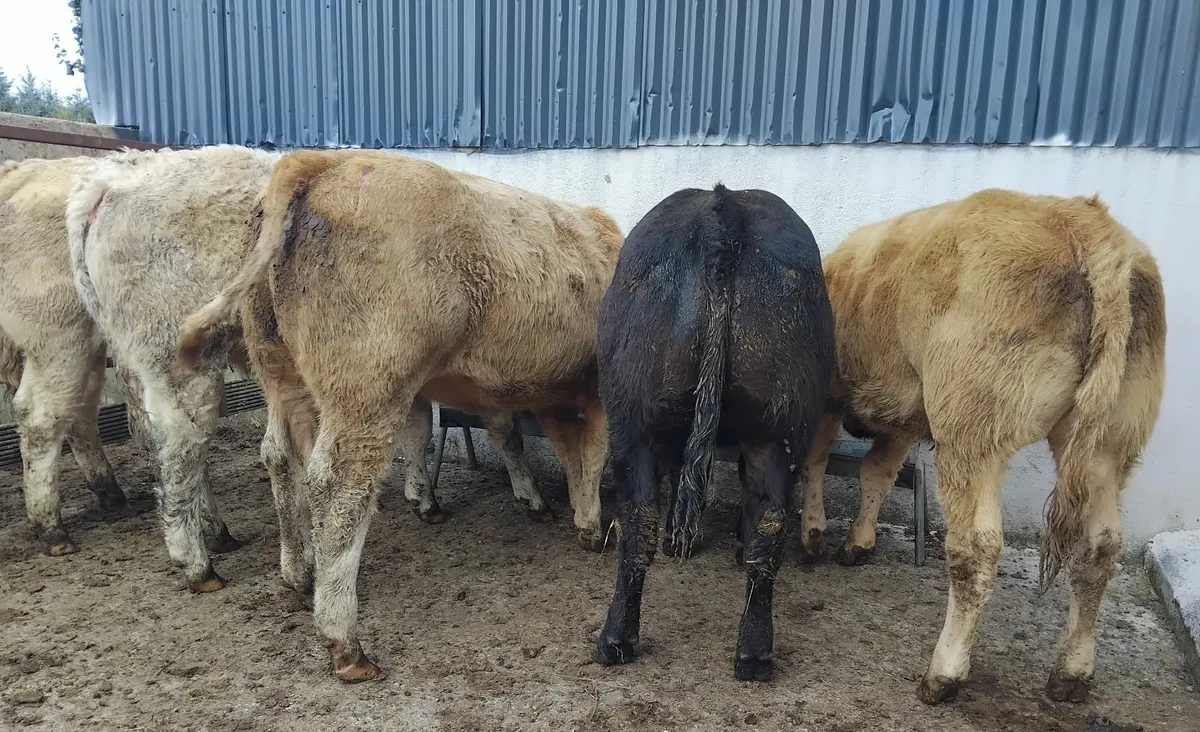 5 super U grade heifers - Image 1