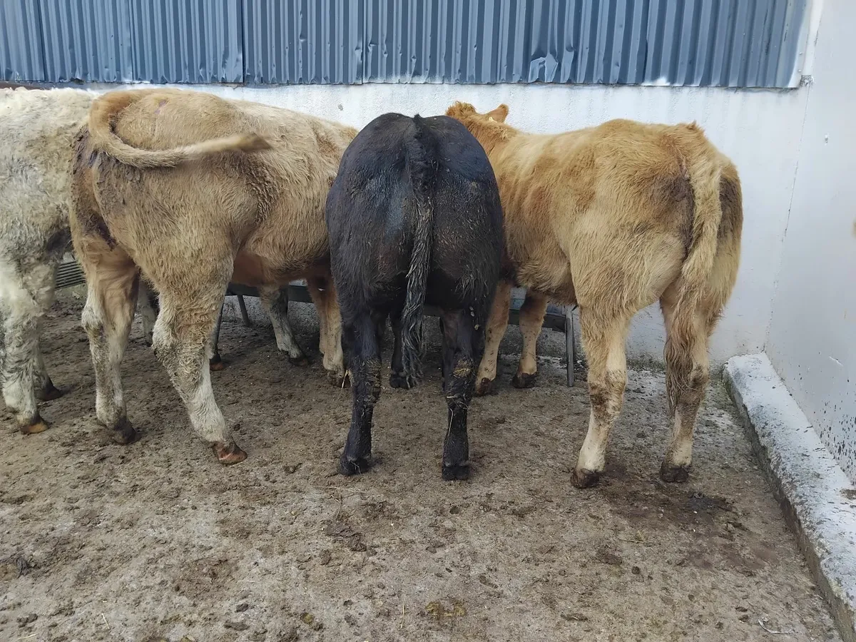 5 super U grade heifers - Image 2