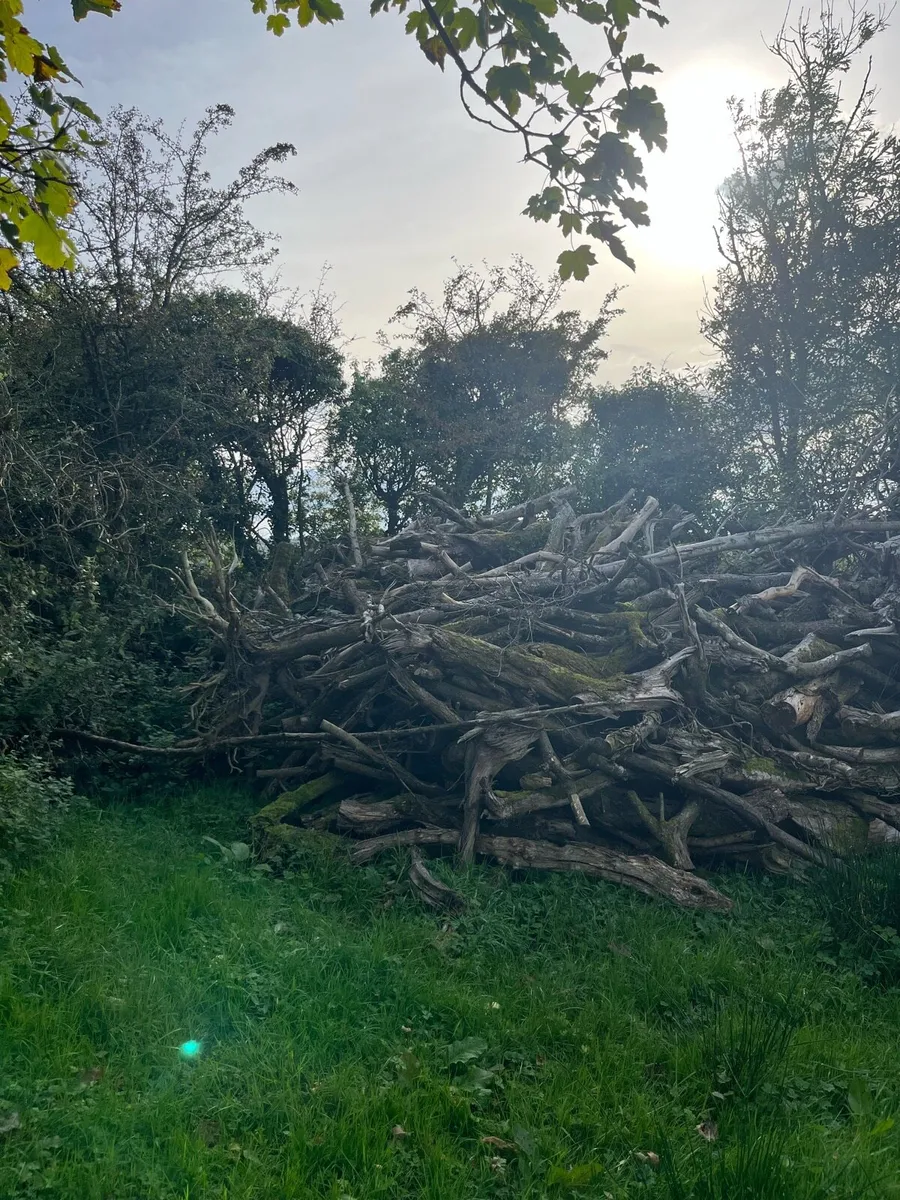 Fire wood - Image 2