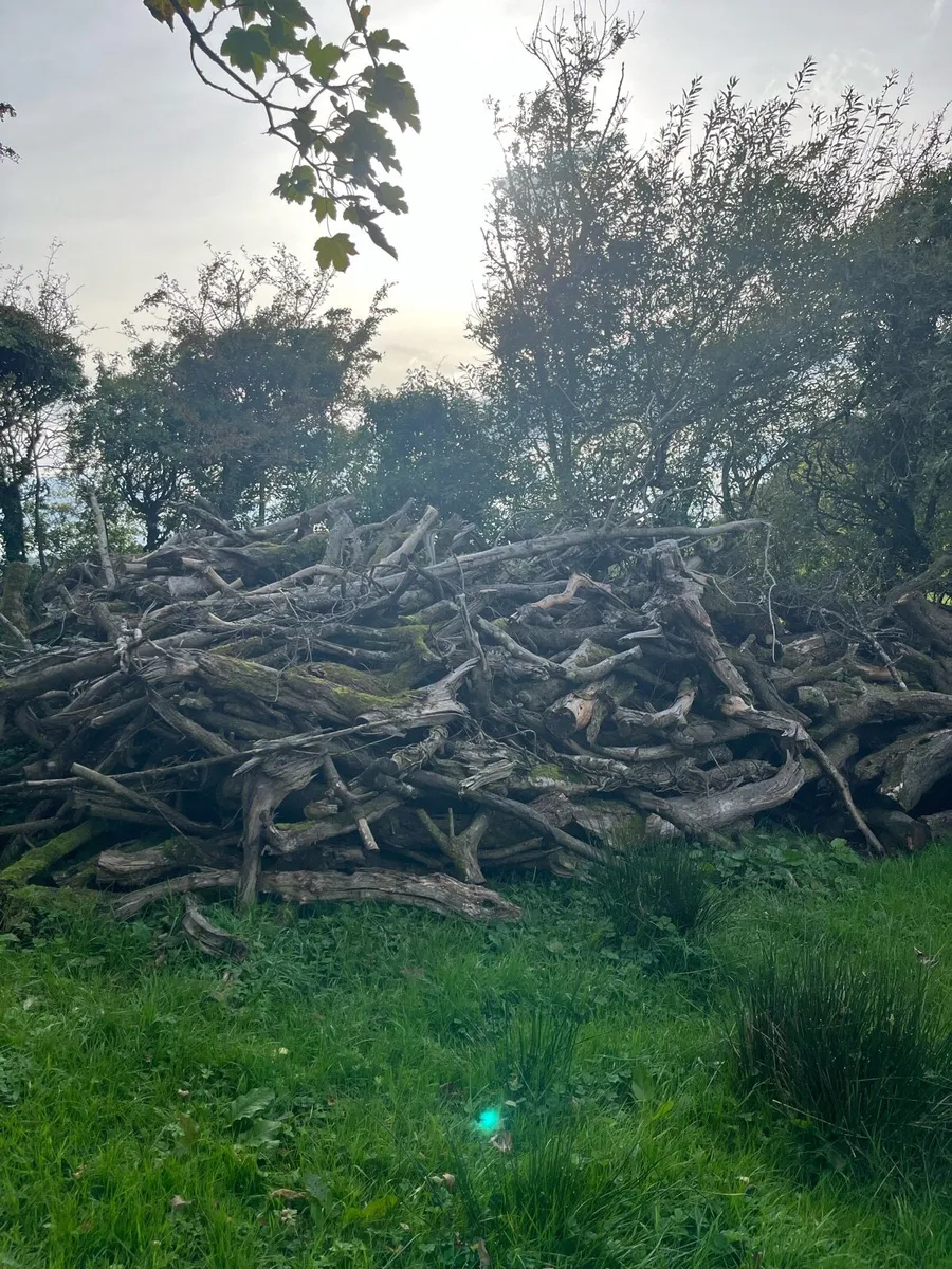 Fire wood - Image 3