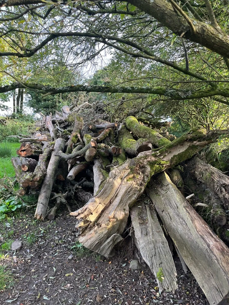 Fire wood - Image 4