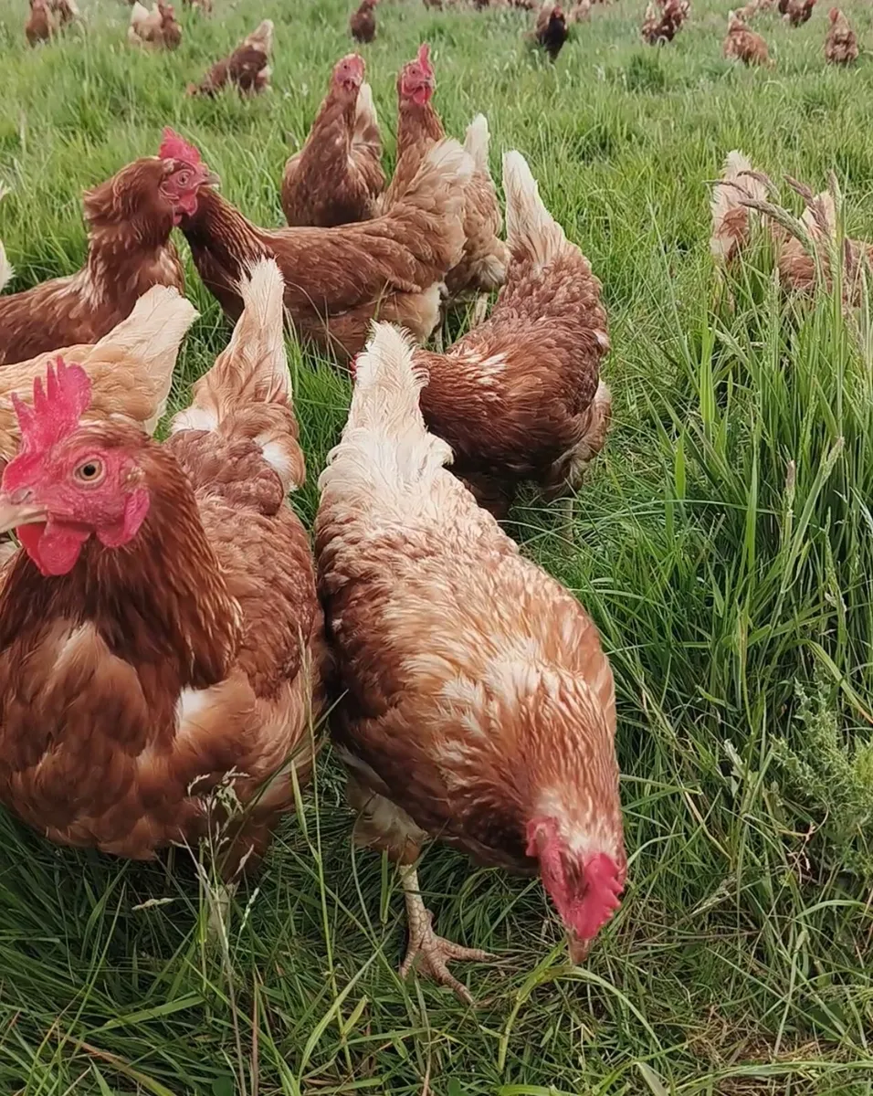 Hens of sale