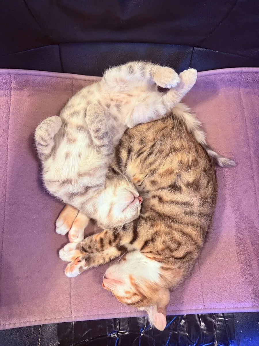 MIX Bengal kittens - Image 2
