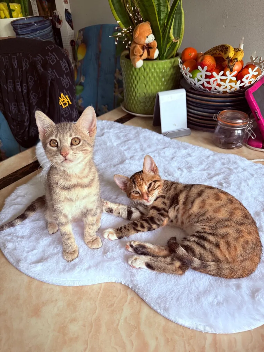 MIX Bengal kittens - Image 3