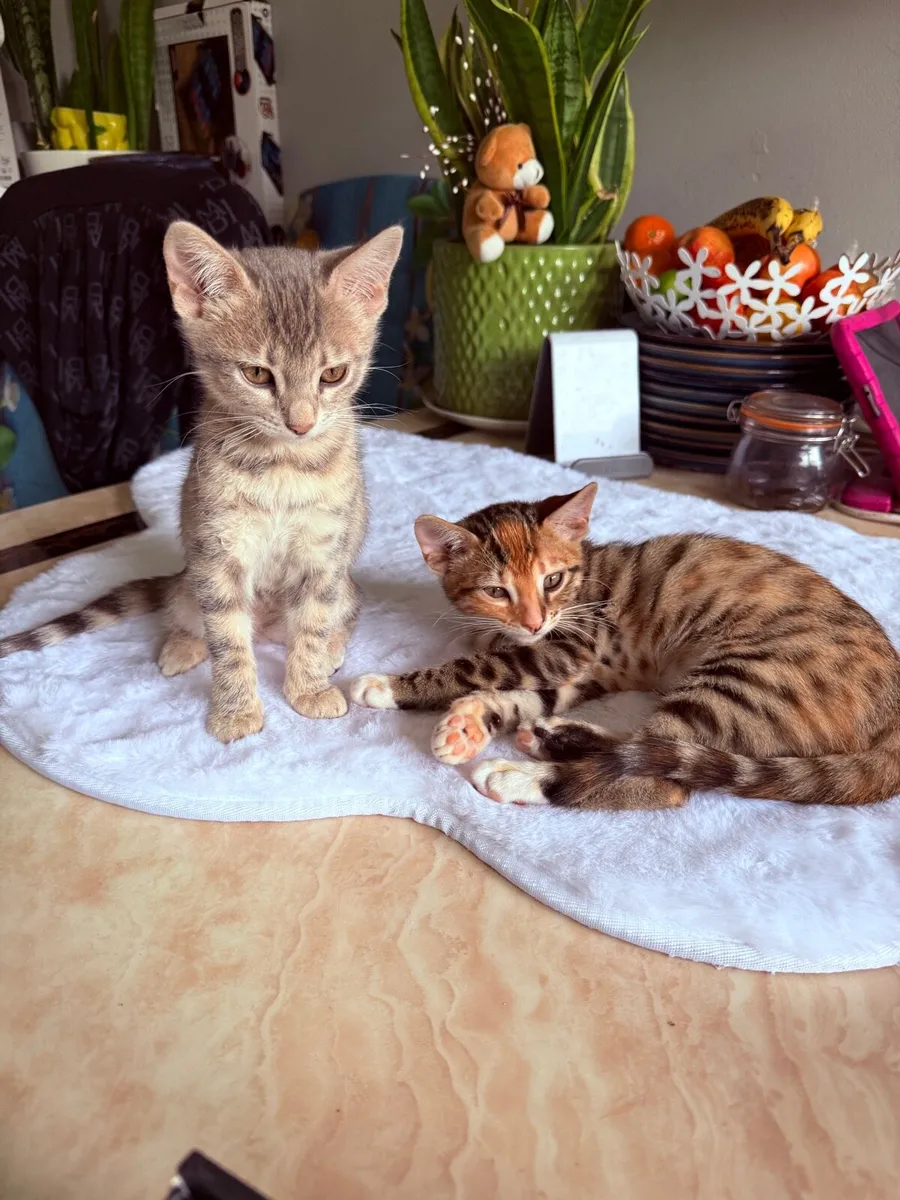 MIX Bengal kittens - Image 4