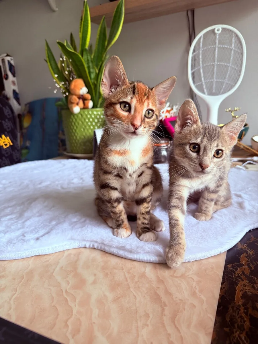 MIX Bengal kittens - Image 1