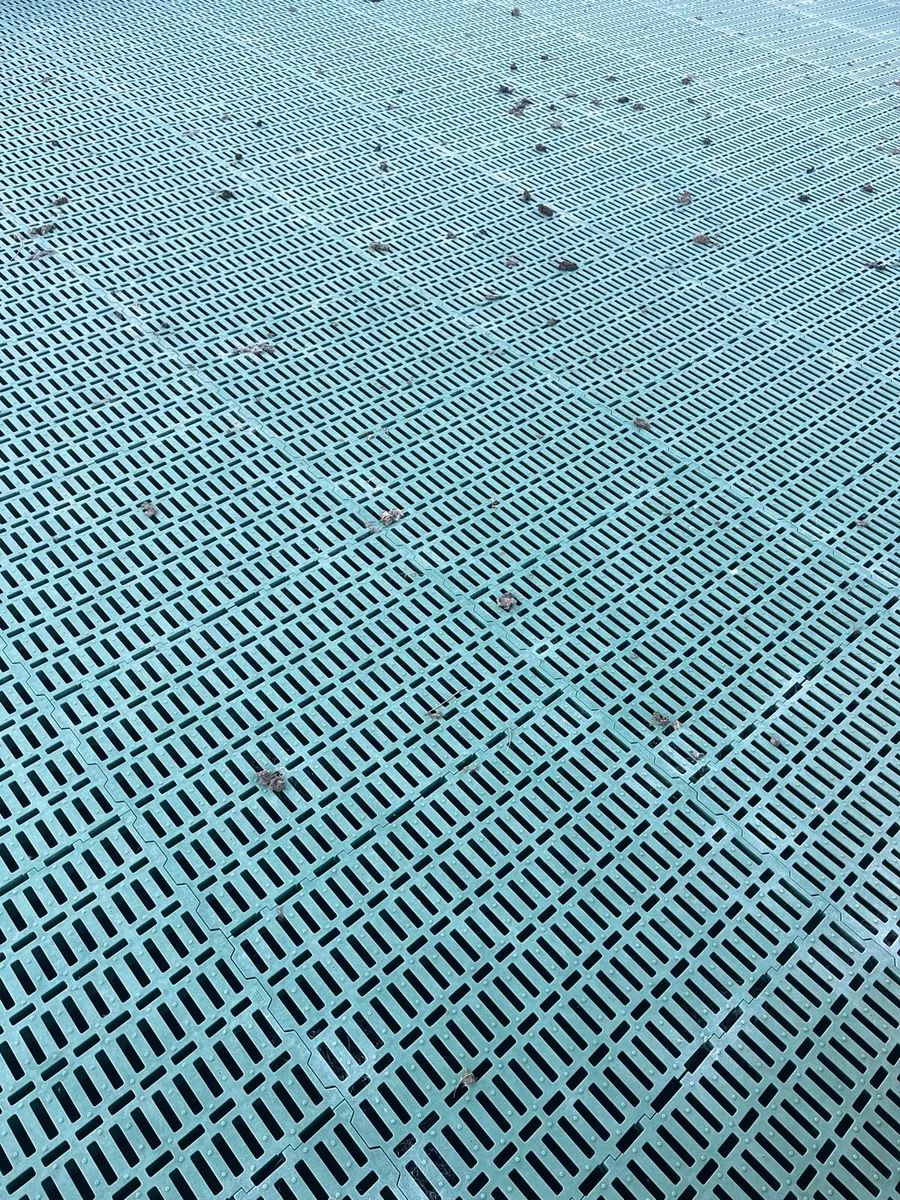 Sheep Slats - Image 4
