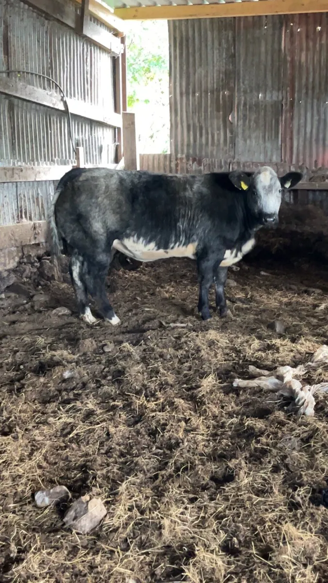 Show heifer - Image 1