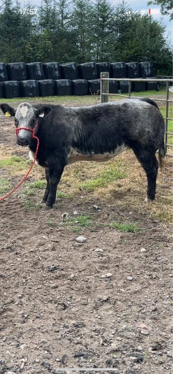 Show heifer - Image 2