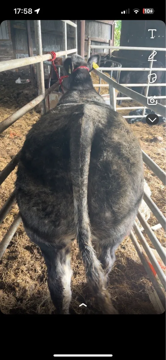 Show heifer - Image 3