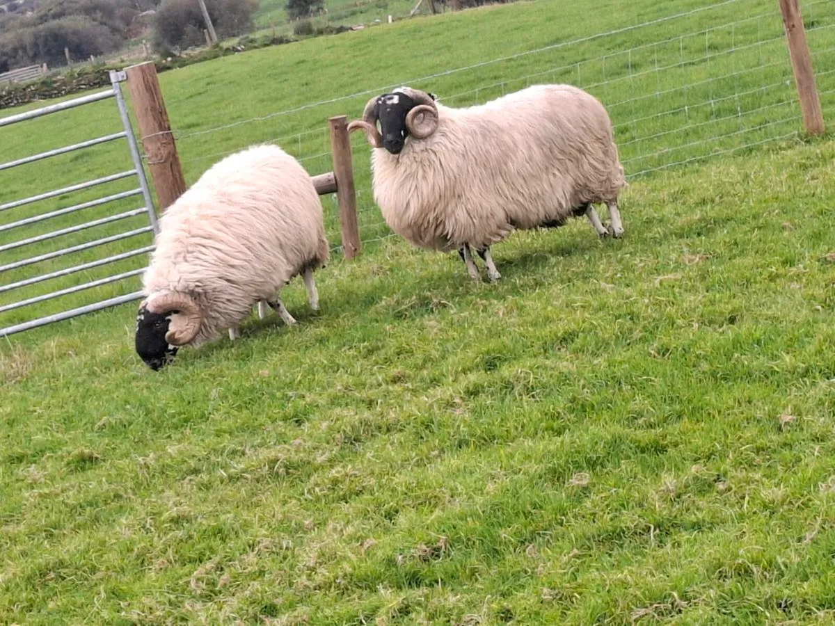Sis scotch hoggets - Image 1