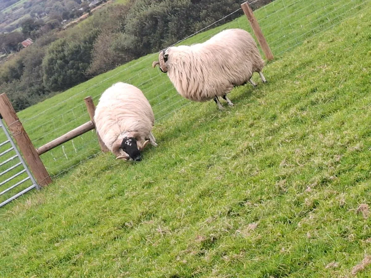 Sis scotch hoggets - Image 2