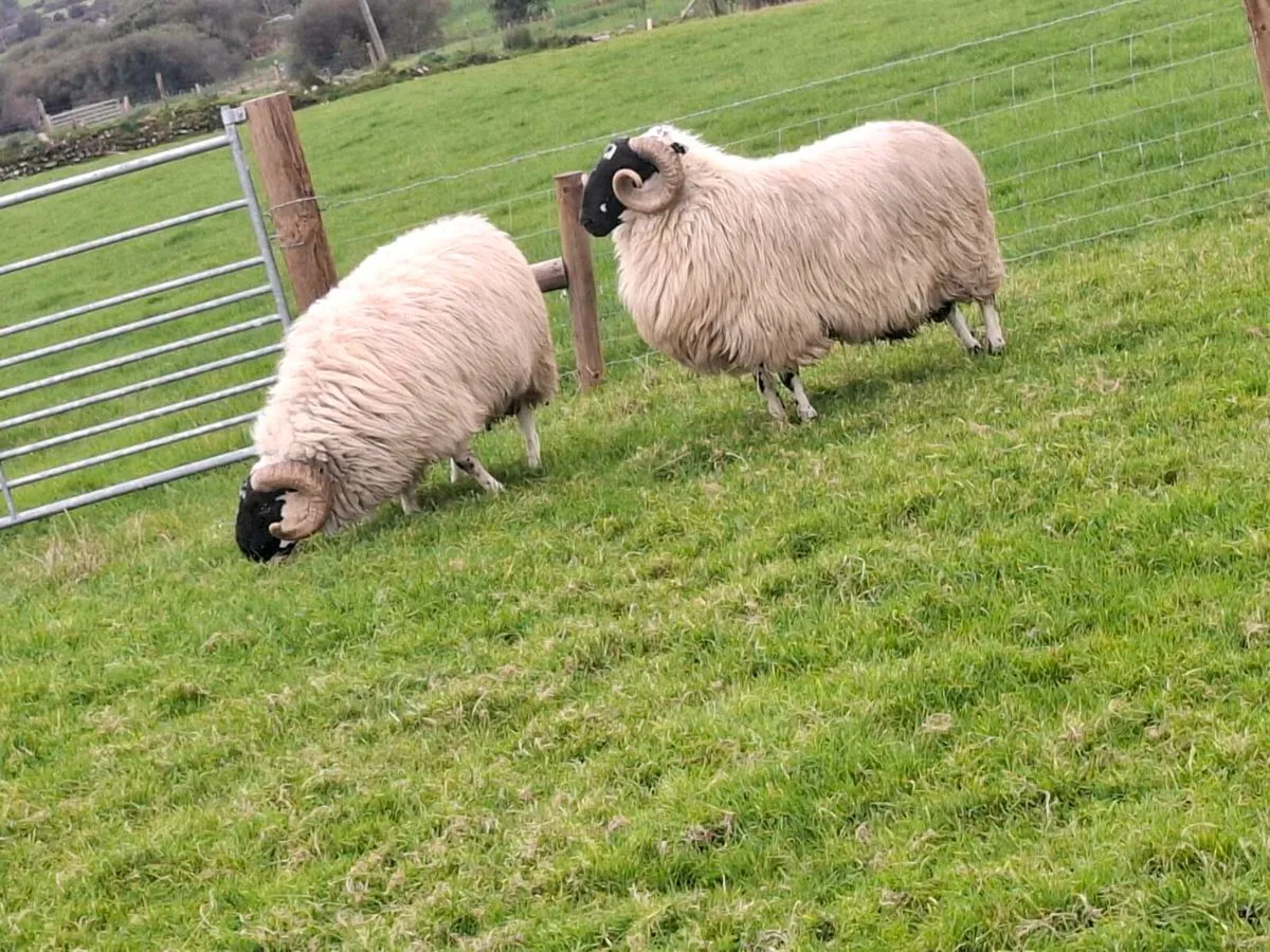 Sis scotch hoggets - Image 3