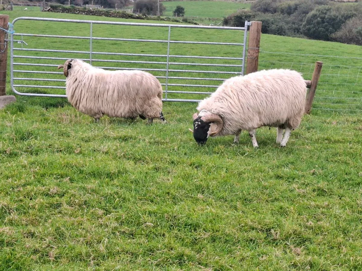 Sis scotch hoggets - Image 4