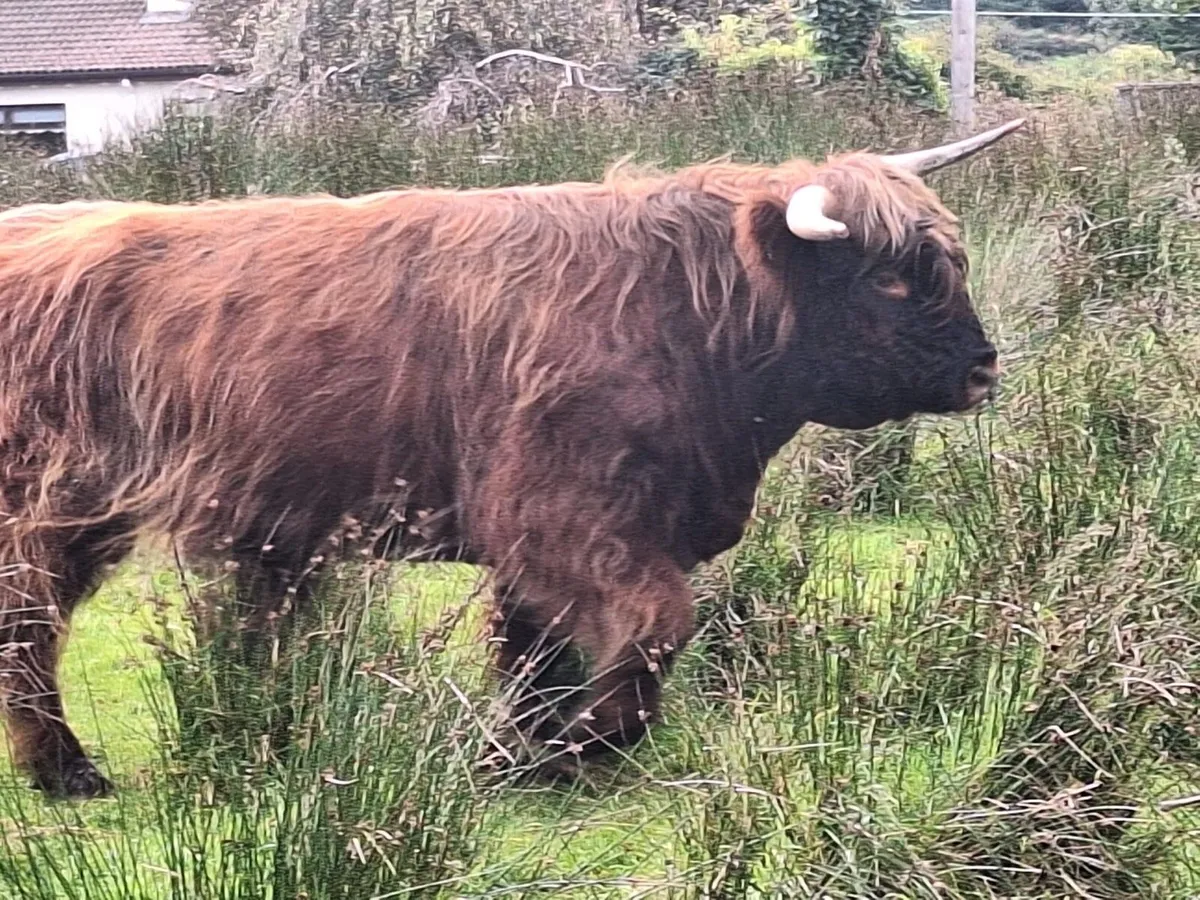 HIGHLAND BULL**** DOWRA SATURDAY - Image 1