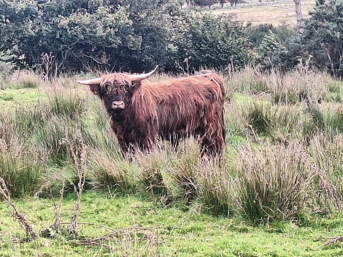 HIGHLAND BULL**** DOWRA SATURDAY - Image 2