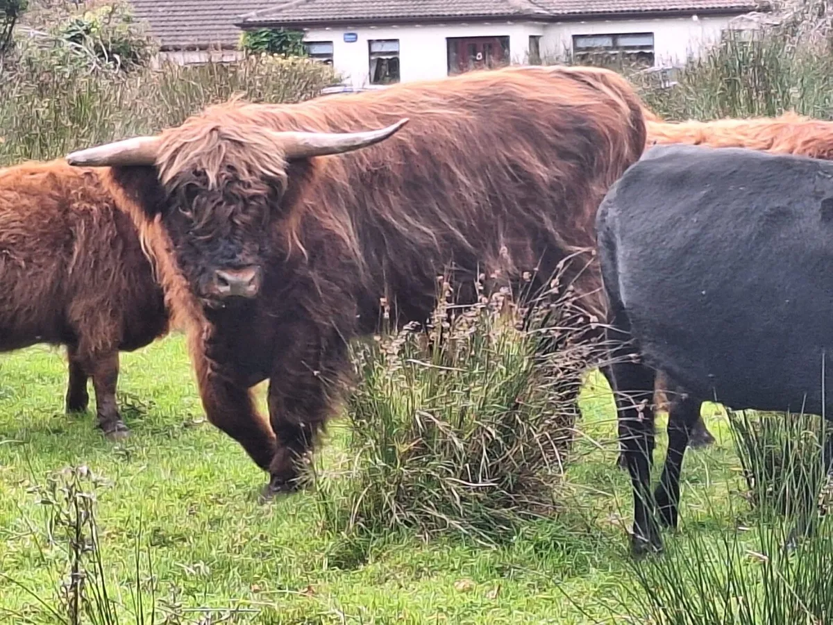 HIGHLAND BULL**** DOWRA SATURDAY - Image 3