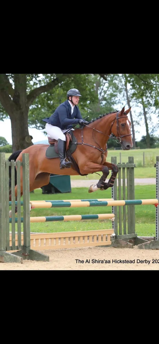 16.3hh Gelding - Image 1